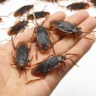 5Pcs Halloween gadget Plastic Cockroaches Joke Decoration Props Rubber_1